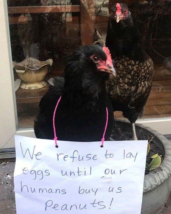 Cock Shaming Gallery That Will Confuse You With Its Name
