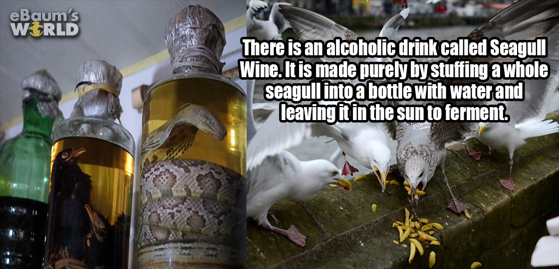 killing fields - eBaum's World There is an alcoholic drink called Seagull Wine. It is made purely by stuffing a whole seagull into a bottle with water and leaving it in the sun to ferment.