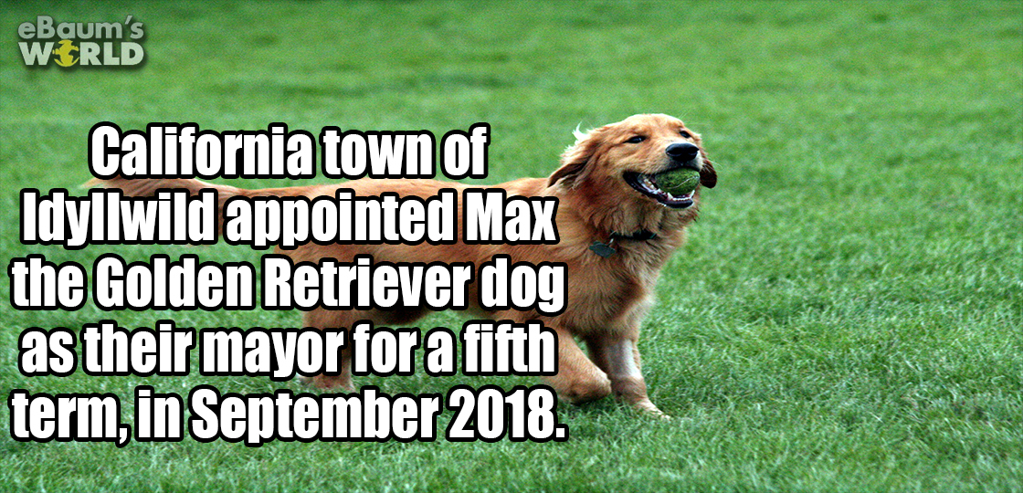 funny - eBaum's World California town of Idyllwild appointed Max the Golden Retriever dog as their mayor for a fifth term, in .