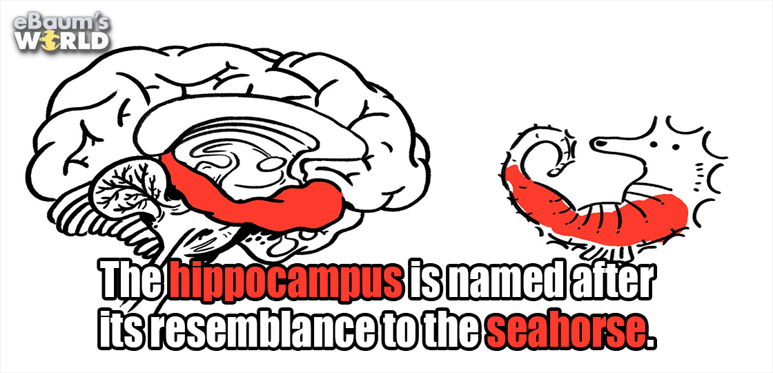 cartoon - eBaum's World C The hippocampus is named after itsresemblance to the seahorse.