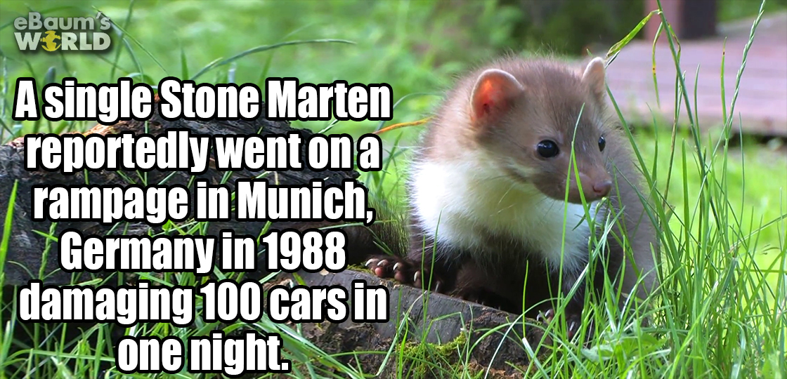 fauna - eBaum's World A single Stone Marten reportedly went on a rampage in Munich Germany in 1988 damaging 100 cars in Ao 14 one night.