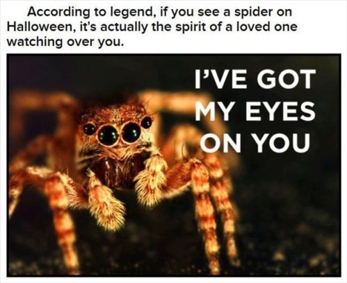 weird facts about halloween - According to legend, if you see a spider on Halloween, it's actually the spirit of a loved one watching over you. I'Ve Got My Eyes On You