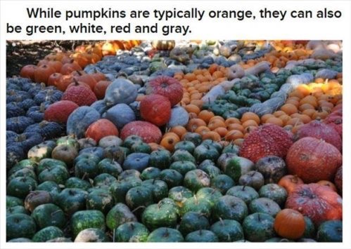 many colors can pumpkins - While pumpkins are typically orange, they can also be green, white, red and gray.