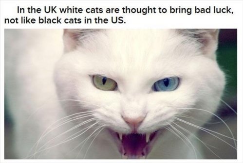 pangur ban cat - In the Uk white cats are thought to bring bad luck, not black cats in the Us.
