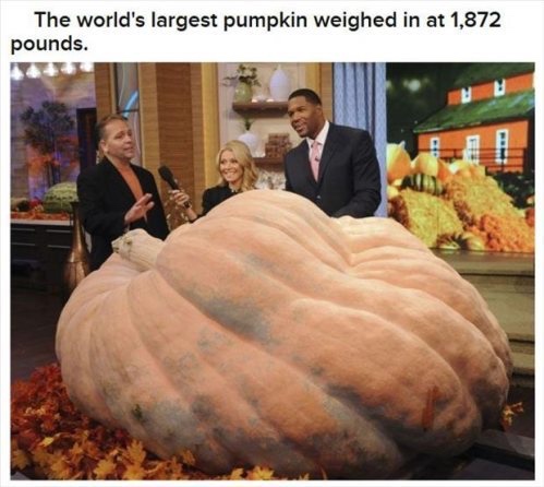 interesting halloween facts - The world's largest pumpkin weighed in at 1,872 pounds.