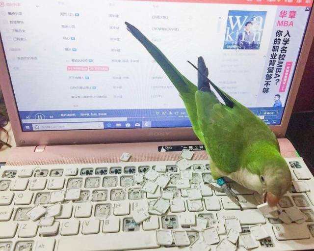 bird keyboard