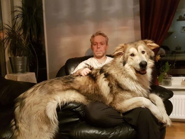 Dog Memes - big dog sitting on his owners lap