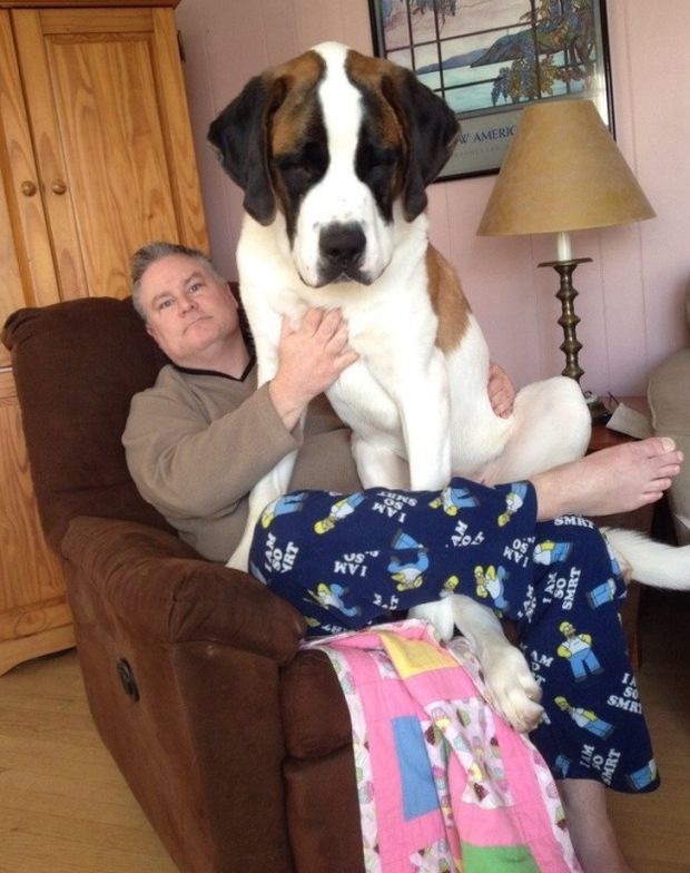 22 Dogs That Became Absolute Units