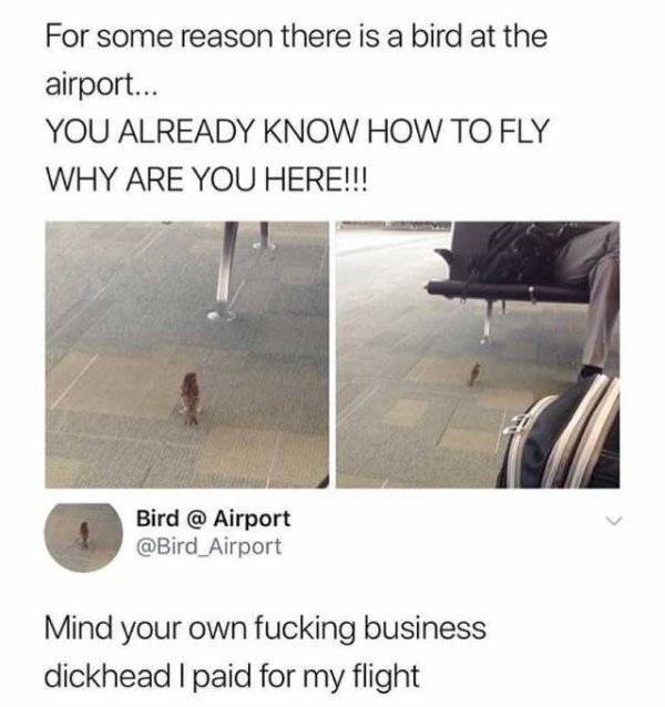 bird at the airport meme - For some reason there is a bird at the airport... You Already Know How To Fly Why Are You Here!!! Bird @ Airport Airport Mind your own fucking business dickhead I paid for my flight