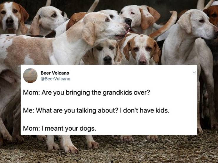 hunting hounds - Beer Volcano Mom Are you bringing the grandkids over? Me What are you talking about? I don't have kids. Mom I meant your dogs.