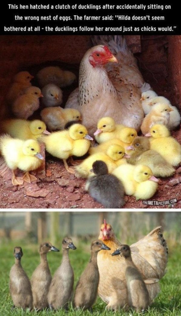 chicken adopts ducklings - This hen hatched a clutch of ducklings after accidentally sitting on the wrong nest of eggs. The farmer said "Hilda doesn't seem bothered at all the ducklings her around just as chicks would." Themetapicture.Co