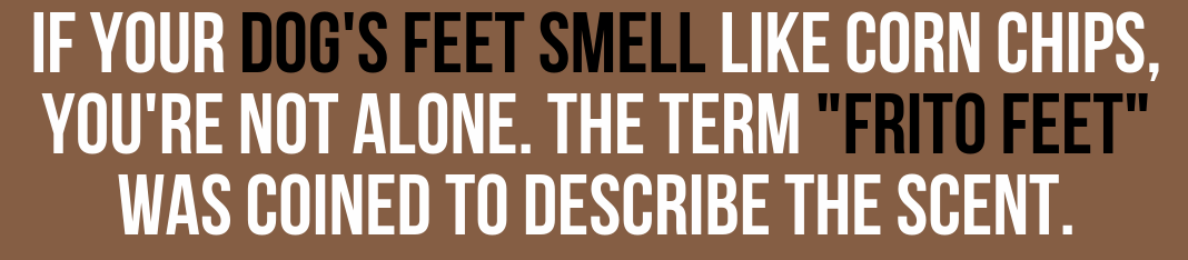 pattern - If Your Dog'S Feet Smell Corn Chips, You'Re Not Alone. The Term "Frito Feet" Was Coined To Describe The Scent.