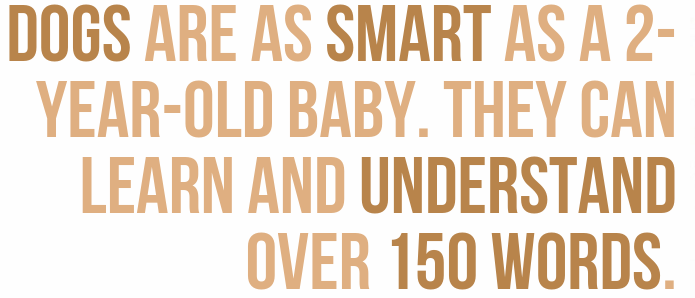 happiness - Dogs Are As Smart As A 2 YearOld Baby. They Can Learn And Understand Over 150 Words.