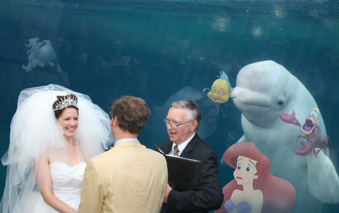 Beluga Whale Photobombing A Wedding Incites A Hilarious Photoshop Battle