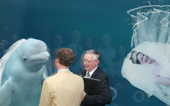 Beluga Whale Photobombing A Wedding Incites A Hilarious Photoshop Battle