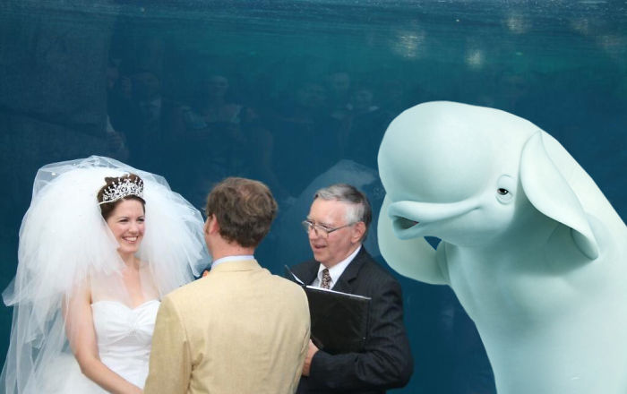 Beluga Whale Photobombing A Wedding Incites A Hilarious Photoshop Battle