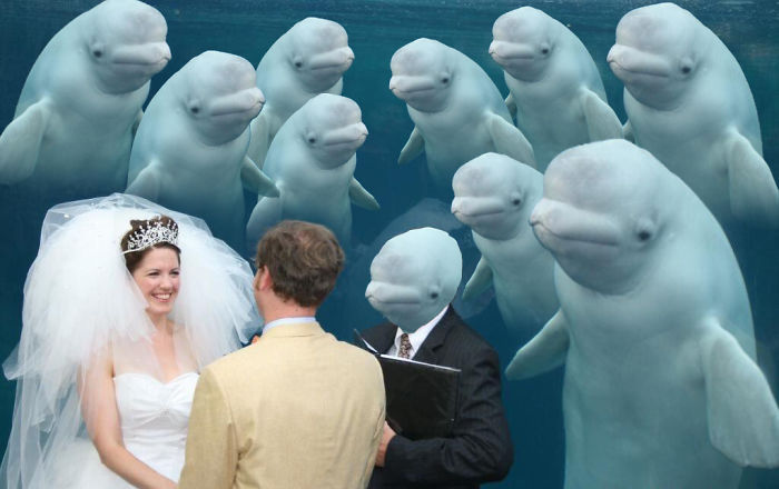 Beluga Whale Photobombing A Wedding Incites A Hilarious Photoshop Battle