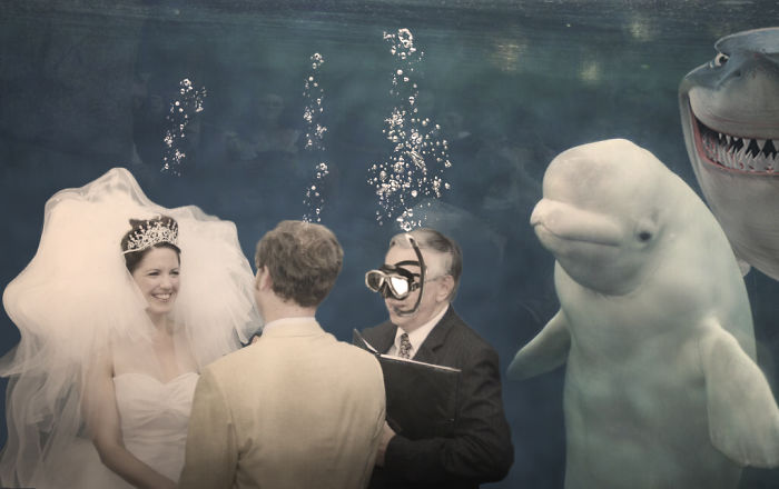 Beluga Whale Photobombing A Wedding Incites A Hilarious Photoshop Battle