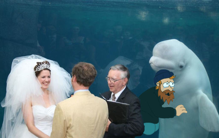 Beluga Whale Photobombing A Wedding Incites A Hilarious Photoshop Battle