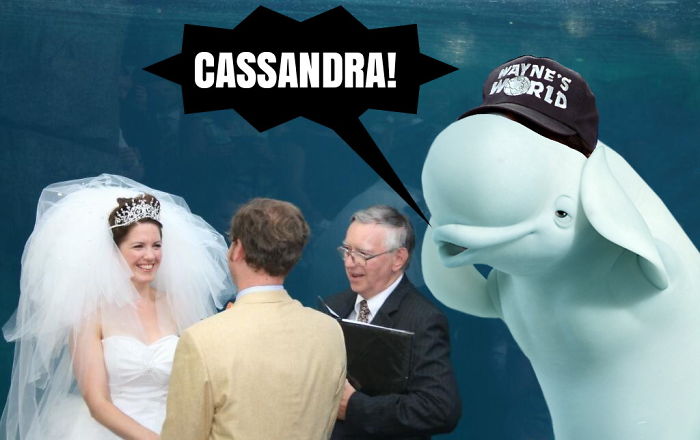 Beluga Whale Photobombing A Wedding Incites A Hilarious Photoshop Battle