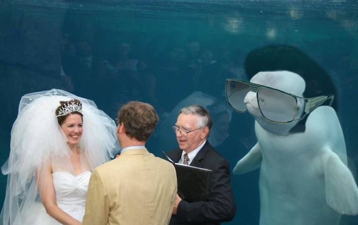 Beluga Whale Photobombing A Wedding Incites A Hilarious Photoshop Battle