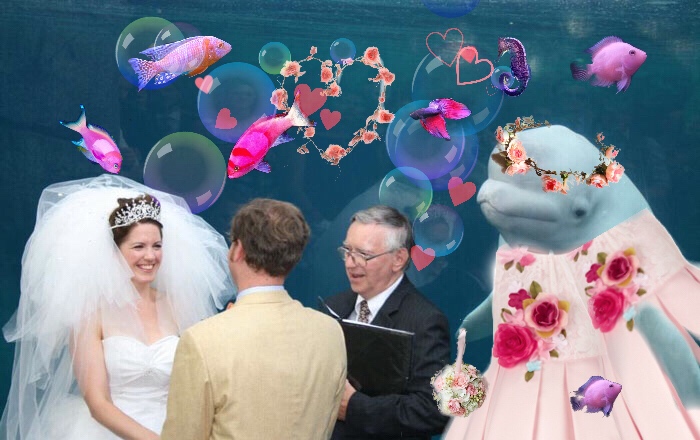 Beluga Whale Photobombing A Wedding Incites A Hilarious Photoshop Battle