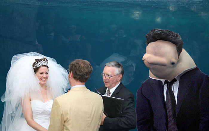 Beluga Whale Photobombing A Wedding Incites A Hilarious Photoshop Battle