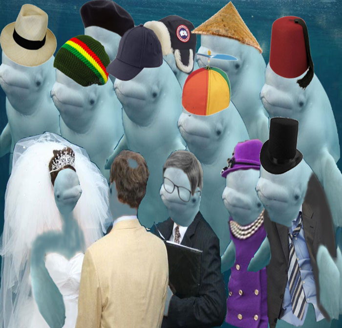 Beluga Whale Photobombing A Wedding Incites A Hilarious Photoshop Battle