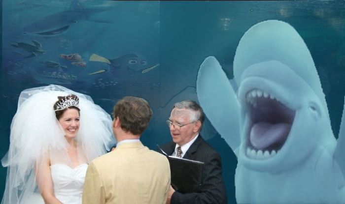 Beluga Whale Photobombing A Wedding Incites A Hilarious Photoshop Battle