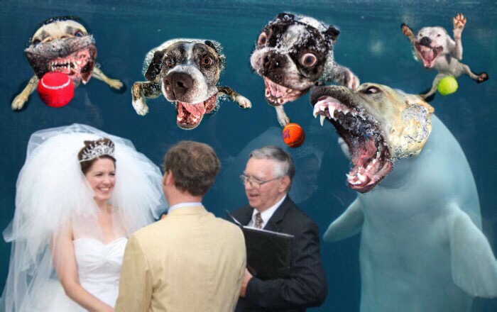 Beluga Whale Photobombing A Wedding Incites A Hilarious Photoshop Battle