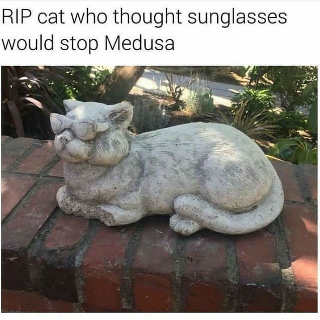 cat meme - rip cat - Rip cat who thought sunglasses would stop Medusa
