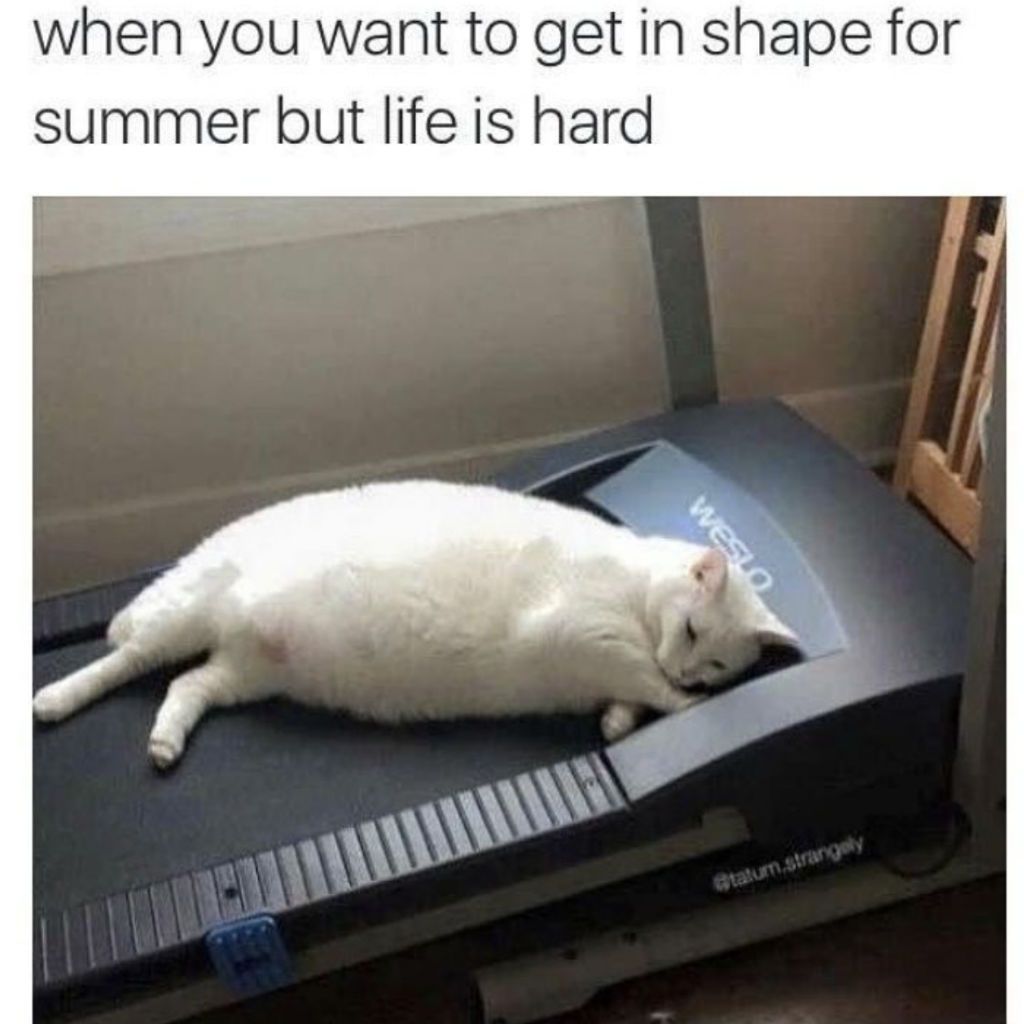 cat meme - twitter cat meme - when you want to get in shape for summer but life is hard Weslo