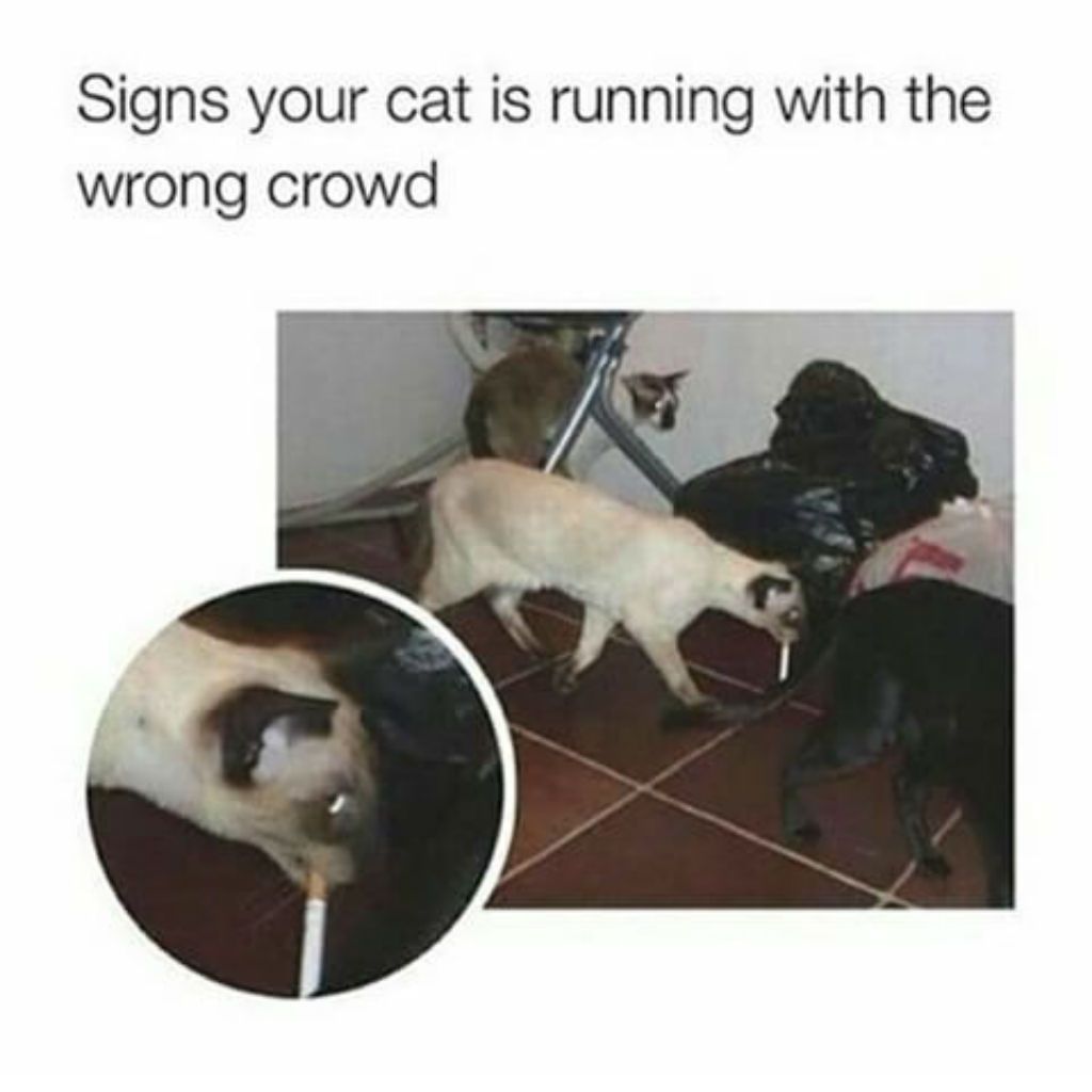 cat meme - cat hanging with wrong crowd - Signs your cat is running with the wrong crowd