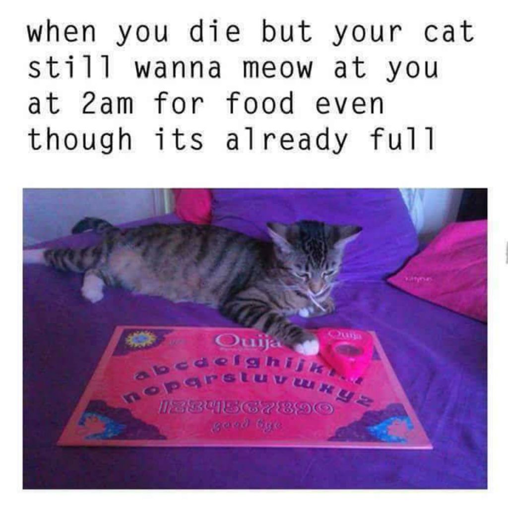cat meme - cat ouija board meme - when you die but your cat still wanna meow at you at 2am for food even though its already full Ouija bcdefghij 2013C28890