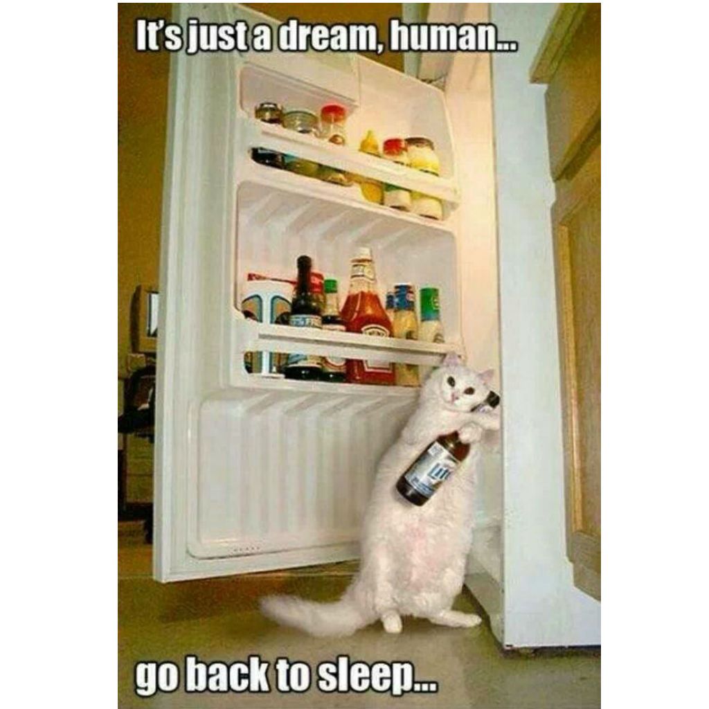 cat meme - fridge funny - It's just a dream, human... Um go back to sleep...