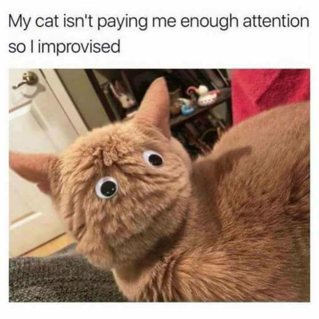 cat meme - cat meme - My cat isn't paying me enough attention so I improvised