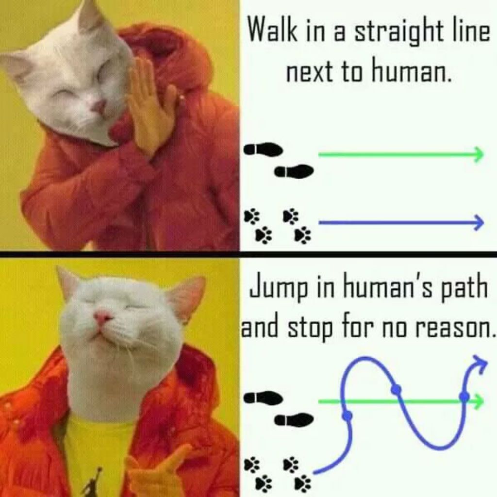 cat meme - drake cat meme - Walk in a straight line next to human. Jump in human's path and stop for no reason.