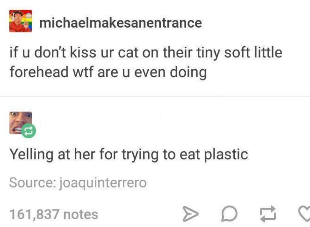 cat meme - funny cat posts - michaelmakesanentrance if u don't kiss ur cat on their tiny soft little forehead wtf are u even doing Yelling at her for trying to eat plastic Source joaquinterrero 161,837 notes