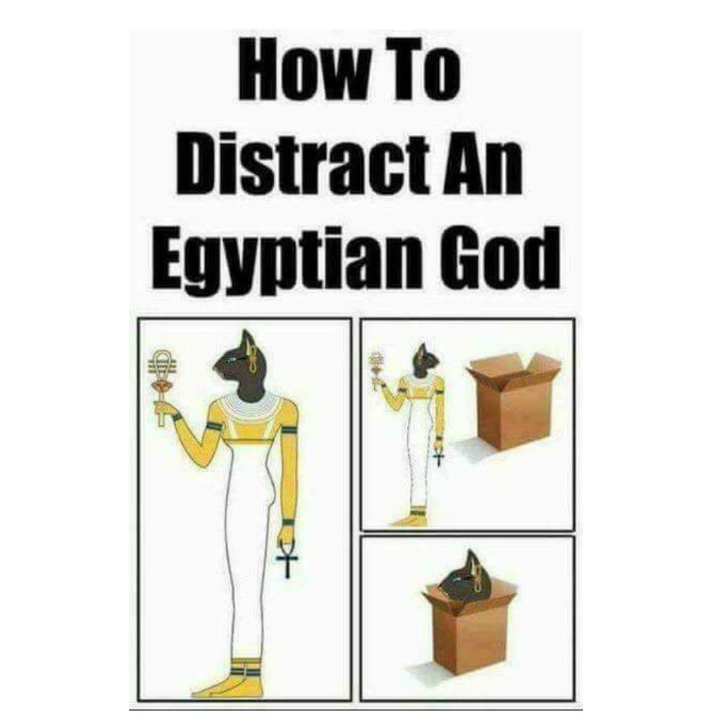cat meme - cats egypt meme - How To Distract An Egyptian God