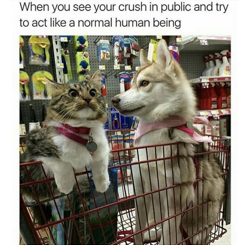 cat meme - crush memes cat - When you see your crush in public and try to act a normal human being
