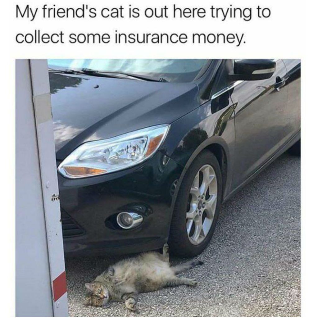 cat meme - my friends cat trying to collect insurance - My friend's cat is out here trying to collect some insurance money.