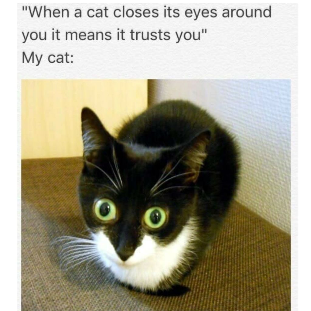 cat meme - cat memes - "When a cat closes its eyes around you it means it trusts you" My cat