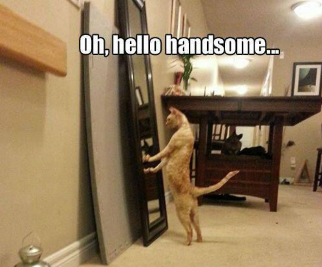 cat meme - cat handsome meme - Oh, hello handsome...