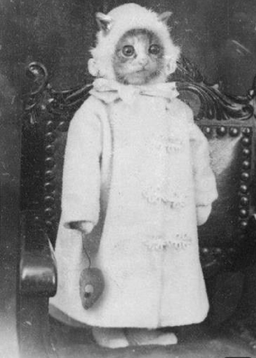 1800s cat