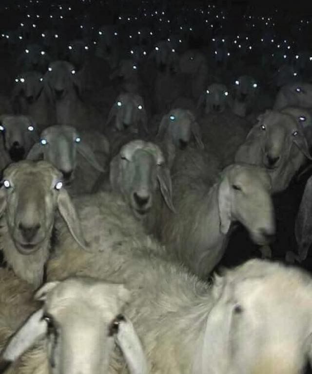 sheep at night