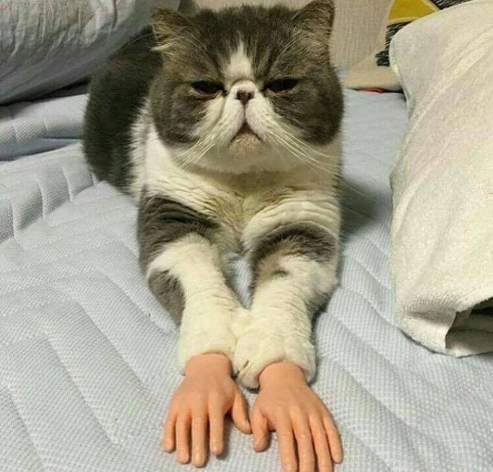 cat with human hands