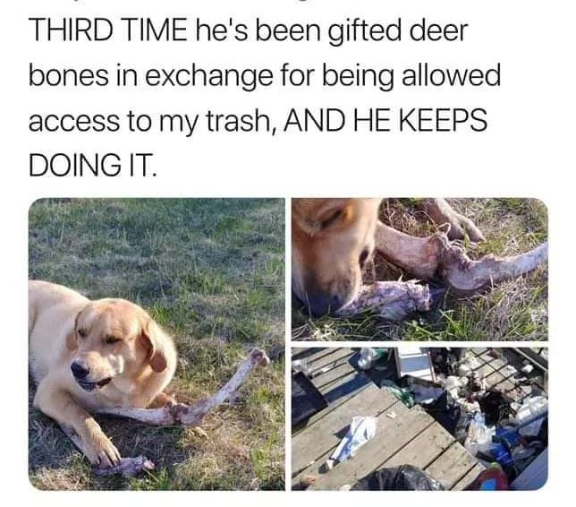 idiot furry son - Third Time he's been gifted deer bones in exchange for being allowed access to my trash, And He Keeps Doing It.