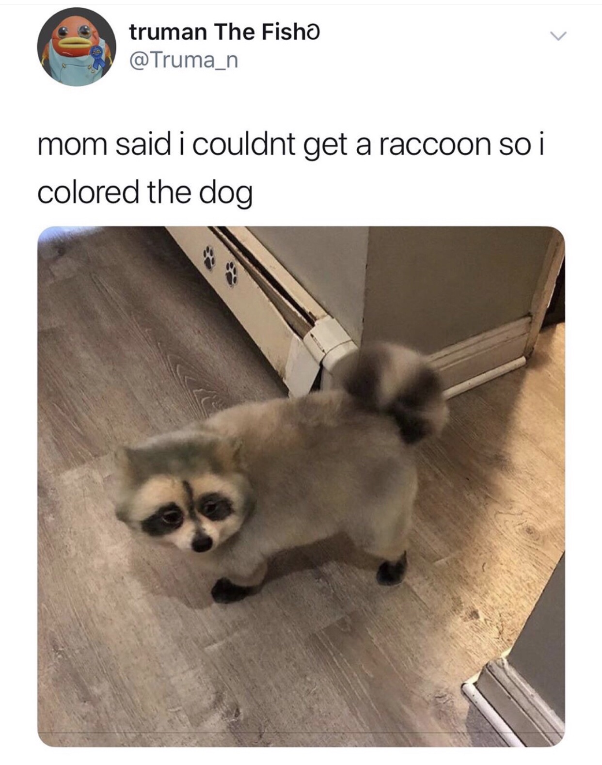 dog painted as raccoon - truman The Fisho mom said i couldnt get a raccoon so i colored the dog