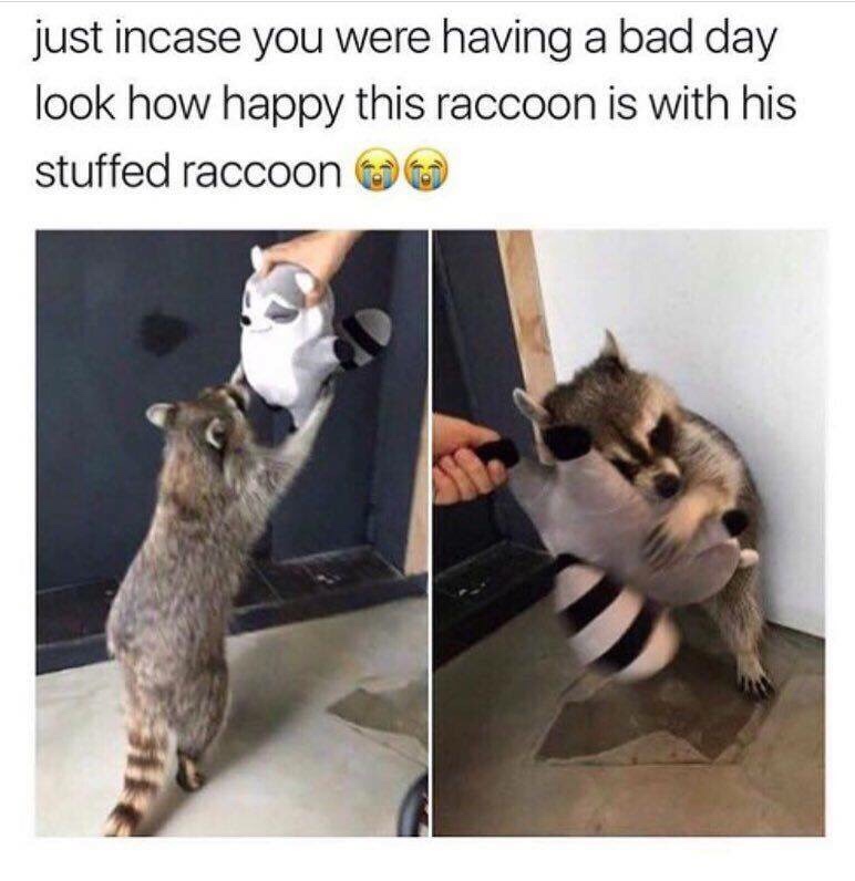 racoon with stuffed racoon - just incase you were having a bad day look how happy this raccoon is with his stuffed raccoon 0
