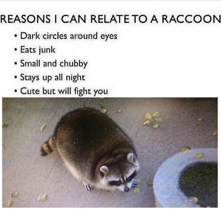 raccoon meme - Reasons I Can Relate To A Raccoon Dark circles around eyes Eats junk Small and chubby Stays up all night Cute but will fight you